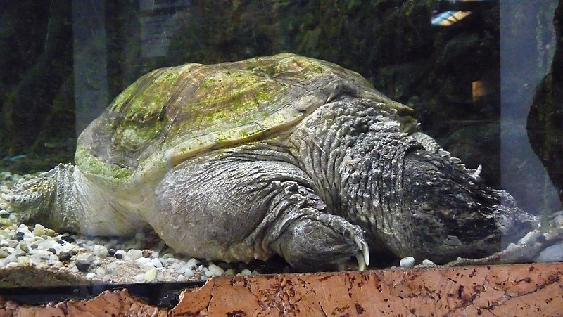 File:Kraków-Aquarium-Muzeum przyrodnicze 8 - panoramio.jpg