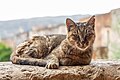 * Nomination Cat in Arkadi Monastery (Μονή Αρκαδίου), Amnatos, Crete, Greece --XRay 01:37, 30 September 2023 (UTC) * Promotion  Support Good quality. --Johann Jaritz 01:38, 30 September 2023 (UTC)