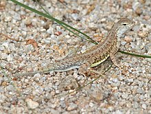 LIZARD, ELEGANT FRÜH (Holbrookia elegans) (8-9-11) chino cyn, scc, az -01 (6030202178) .jpg