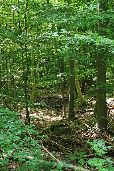 File:LSG H 00032 Nördlicher Osterwald und Umgebung - Gehlenbach an der Holzmühle (4).jpg