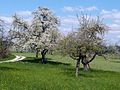 Blühende Obstbäume auf der Anhöhe oberhalb von Weipertshofen