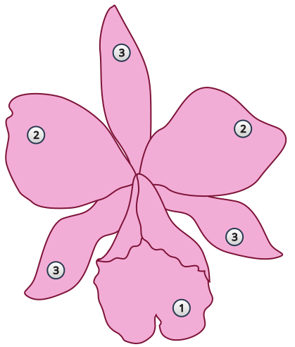 File:Labelle orchidee.svg