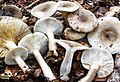 Lactarius cinereus aus Nordamerika ist mit der Amerikanischen Buche vergesellschaftet.