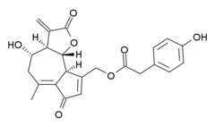 Stereo wireframe of a chiral lactucopicrin tautomer