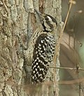 Thumbnail for File:Ladder-backed Woodpecker Tex.jpg