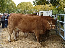Cow at an agricultural show in Lanouaille, in the Dordogne Lanouaille race limousine.jpg
