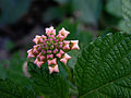 Cultivar de Lantana camara