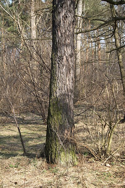 File:Larix decidua trunk Marki 5.JPG