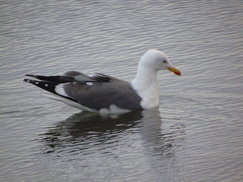 File:Larus fuscus.003 - Culleredo.jpg