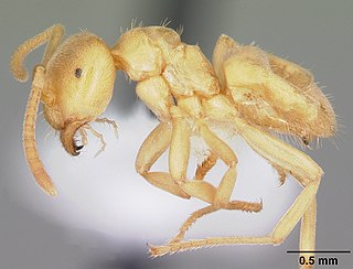 <i>Lasius nearcticus</i> Species of ant