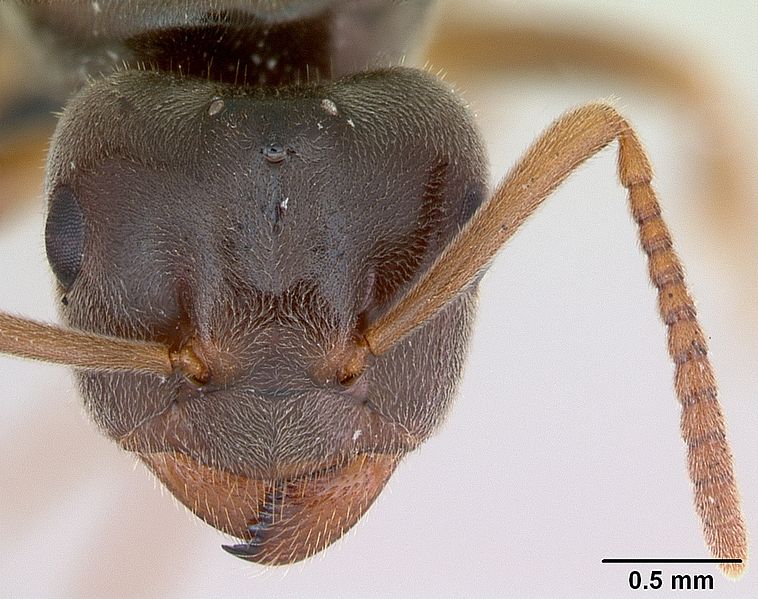 File:Lasius sabularum casent0172758 head 1.jpg