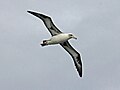 Swartwangalbatros: Fotogalery, Sien ook, Bron