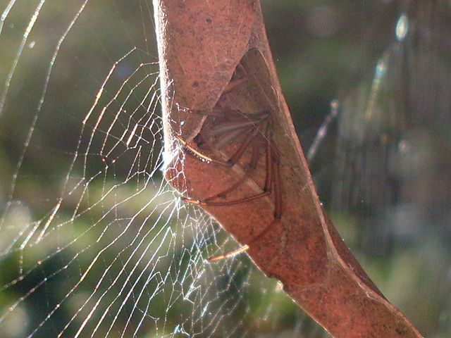 File:Slack leaf curling spider (3375407106).jpg - Wikimedia Commons