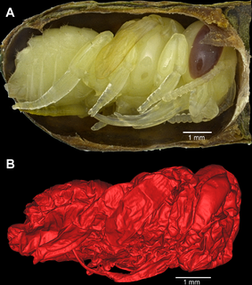 <i>Megachile gentilis</i> Species of leafcutter bee (Megachile)