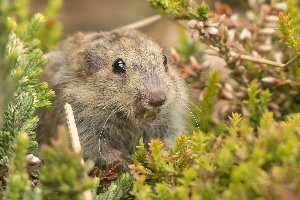 Сибирский лемминг Lemmus sibiricus