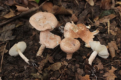 Lepiota subincarnata (Essen, Germany) 1