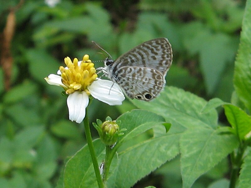 File:Leptotes cassius01.JPG