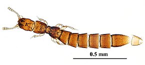 Descrizione dell'immagine Leptotyphlinae CR rotate.jpg.