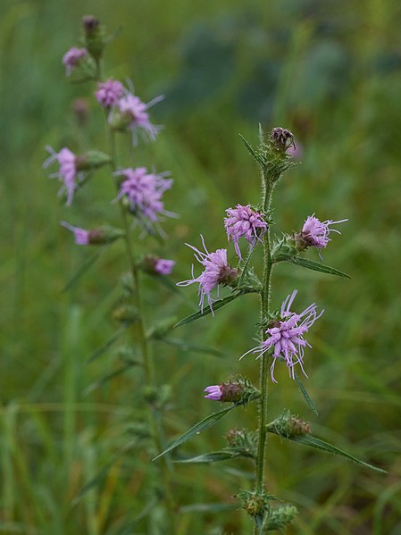 File:Liatris hirsuta Arkansas.jpg