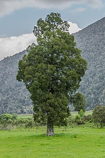 <i>Libocedrus bidwillii</i> Species of conifer