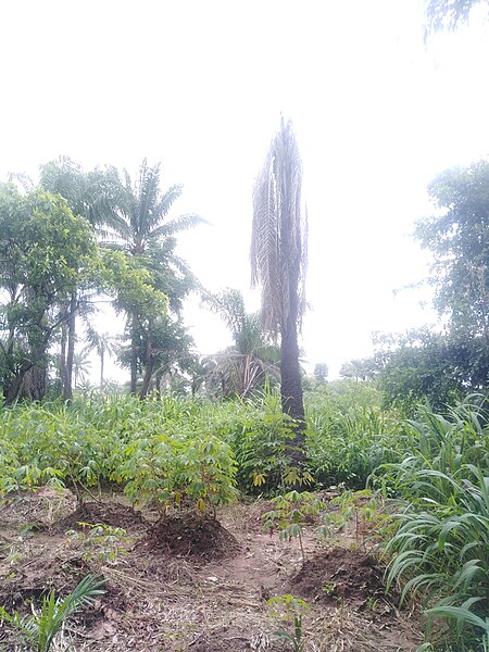 File:Lightning Strucked Palm Tree1.jpg