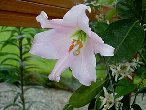 Lilium japonicum