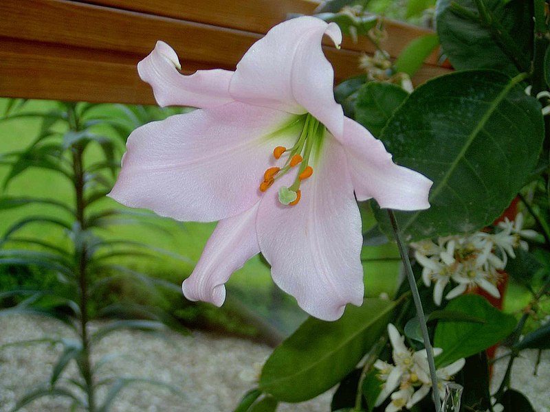 File:Lilium japonicum (1).jpg