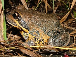 Limnodynastes terraereginae