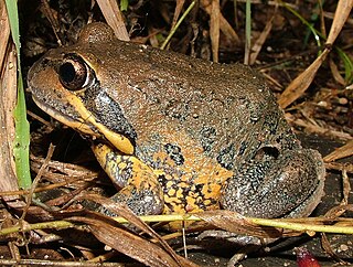 Northern banjo frog Species of amphibian