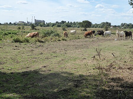 Limpenhoe Meadows 3