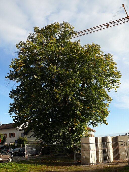 Linde in der Weißgerbergasse, Grafing - 2020-10-04 - 312a