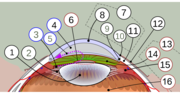 Vorschaubild für Linse (Auge)