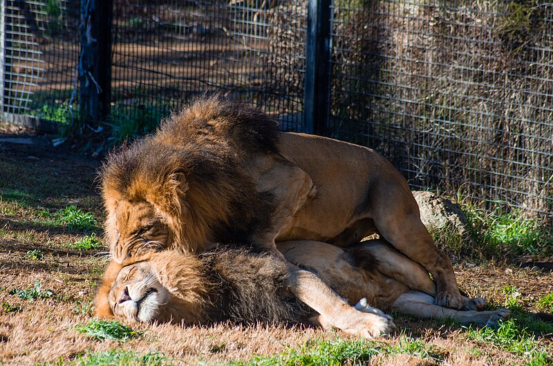 File:Lion, National Zoo & Aquarium (9208791300).jpg