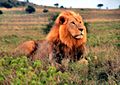 Lion in Kenya