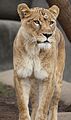 * Nomination: Lioness Panthera leo at the Louisville Zoo (by Ltshears) --Gzzz 17:34, 27 August 2012 (UTC) * * Review needed