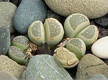 Lithops herrei 1.jpg