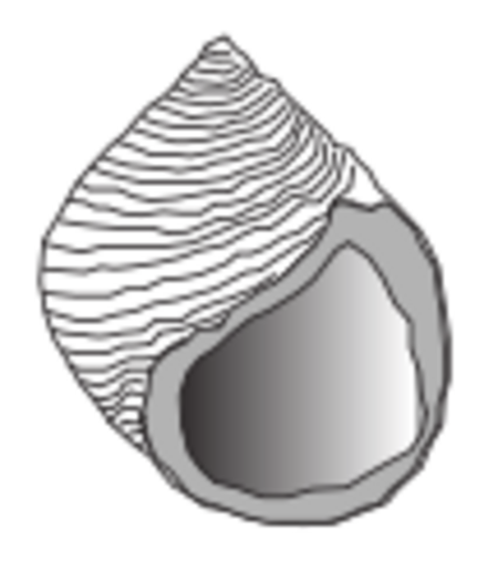 Littorina saxatilis shell.png