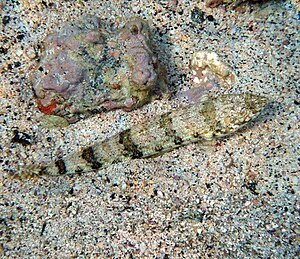 Lizard fish Synodus binotatus Schultz 1953 in Kona Hawaii.jpg