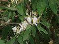 Fleurs du chèvrefeuille de Maack