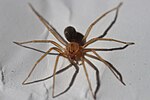 Thumbnail for Recluse spider