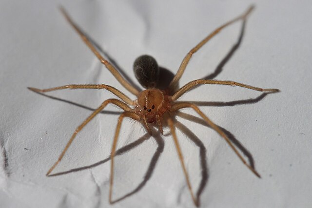 Recluse spider - Wikipedia