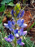 Miniatura per Lupinus angustifolius