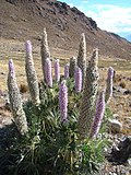 Miniatura para Lupinus weberbaueri