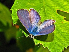 Leptotes (butterfly) httpsuploadwikimediaorgwikipediacommonsthu