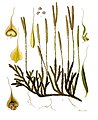 Lycopodium clavatum - Köhler–s Medizinal-Pflanzen-219.jpg