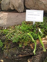 Lycopodium squarrosum