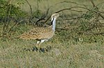 Thumbnail for MacQueen's bustard