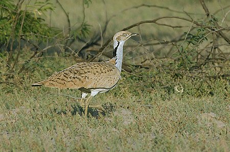 Tập_tin:MacQueens_Bustard_in_Greater_Rann_of_Kutch,_Gujarat,_India.jpg