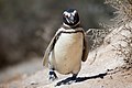 Un pinguino di Magellano a passeggio