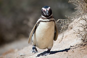 Un manchot de Magellan (Spheniscus magellanicus) sur la presqu’île de Valdés en Argentine. (définition réelle 3 033 × 2 012)